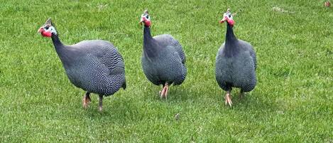 Three turkeys walking on a grassy field.