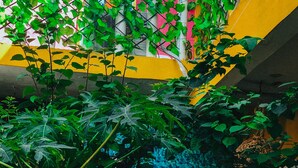 A courtyard with a yellow and pink wall, a green plant, and a table with chairs.