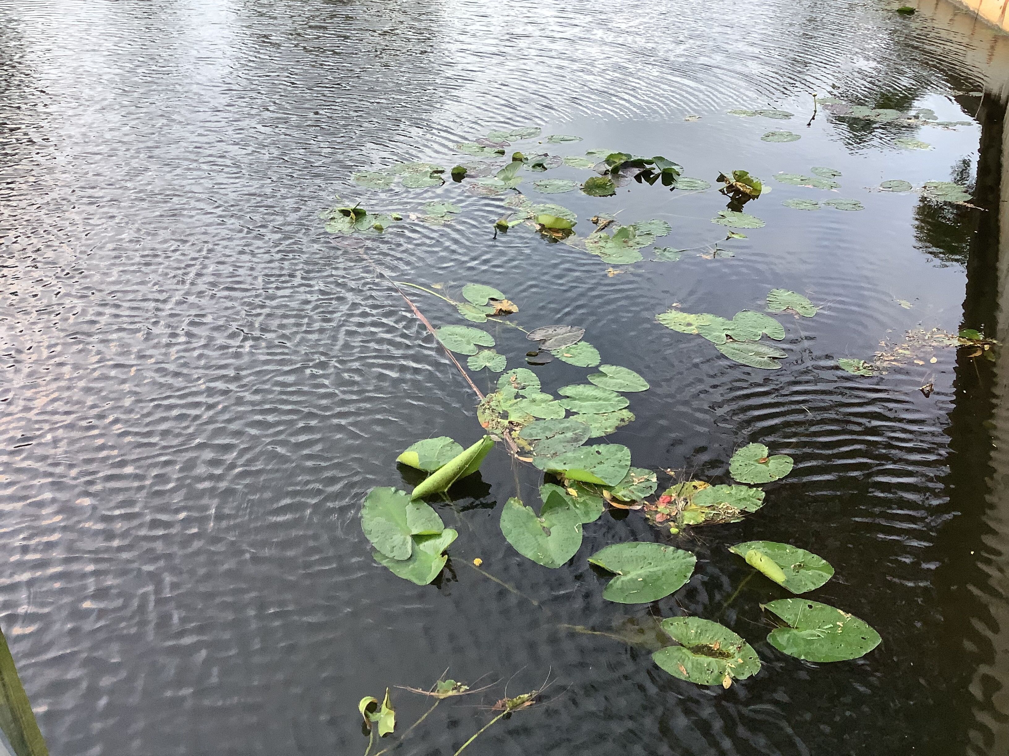 Superficie de agua tranquila con nenúfares y algunas plantas acuáticas.