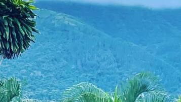 Un paisaje verde exuberante con follaje denso y una montaña al fondo.