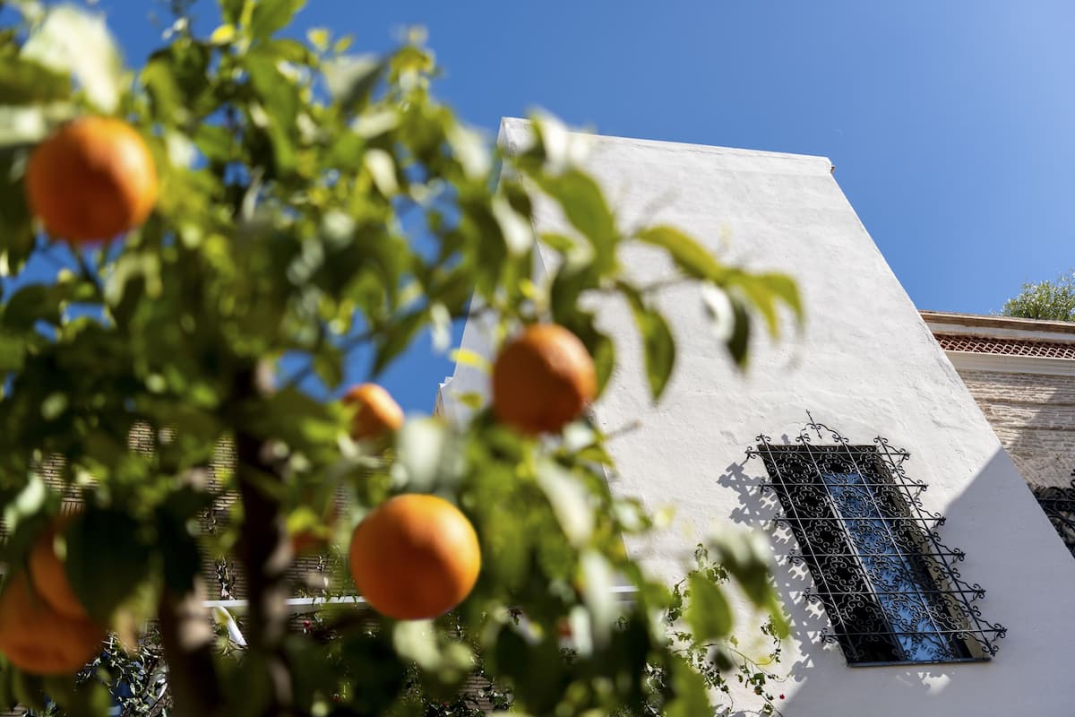 A building with a white exterior, a window with black metal bars, and a tree with oranges in the foreground.