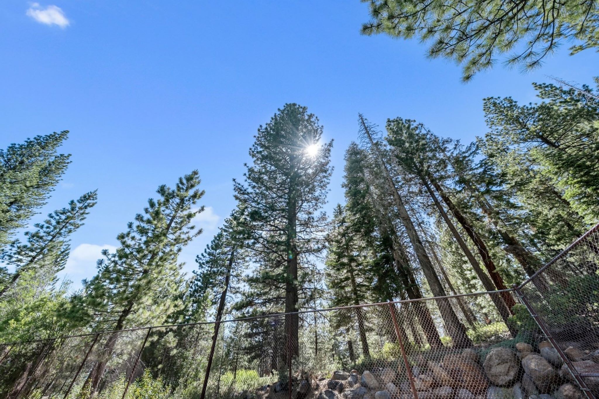 A forest with tall trees and a clear sky.