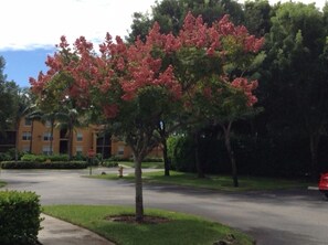 Property grounds - Beautiful and private setting walking distance to stores and close to beaches! (Bonita Springs)