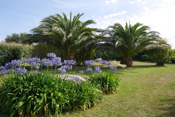 Garden [summer]