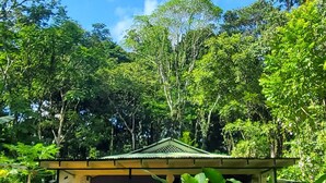 Una pequeña construcción de un solo piso con techo verde, rodeada de abundante vegetación tropical.