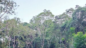 Una casa con techo verde, rodeada de abundante vegetación y árboles.