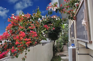 A narrow outdoor space with a white wall, a small tree, and a blue chair.