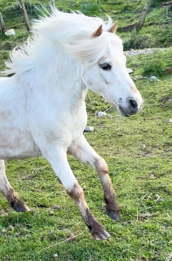A white horse with a white mane and tail, running in a grassy field. - Beautiful Hillside Apartment Near Elgin, Scotland (Elgin)