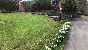 Il s'agit d'une propriété résidentielle dotée d'une pelouse bien entretenue, d'une allée et d'une bordure de jonquilles le long du bord.