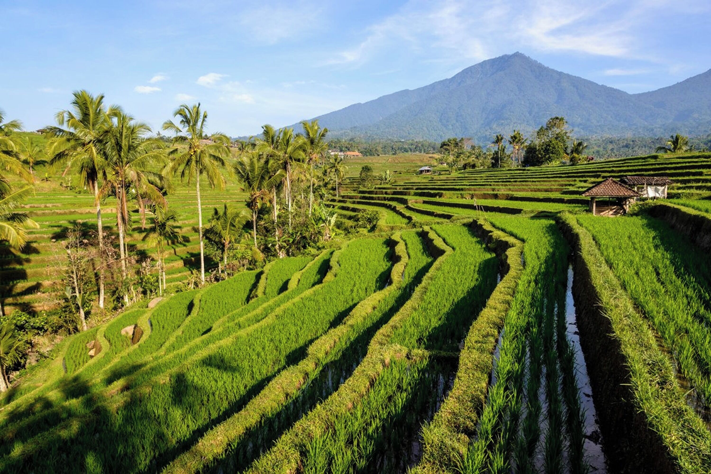 Terraced rice fields with a mountain in the background.