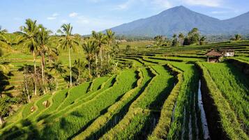 Terraced rice fields with a mountain in the background.
