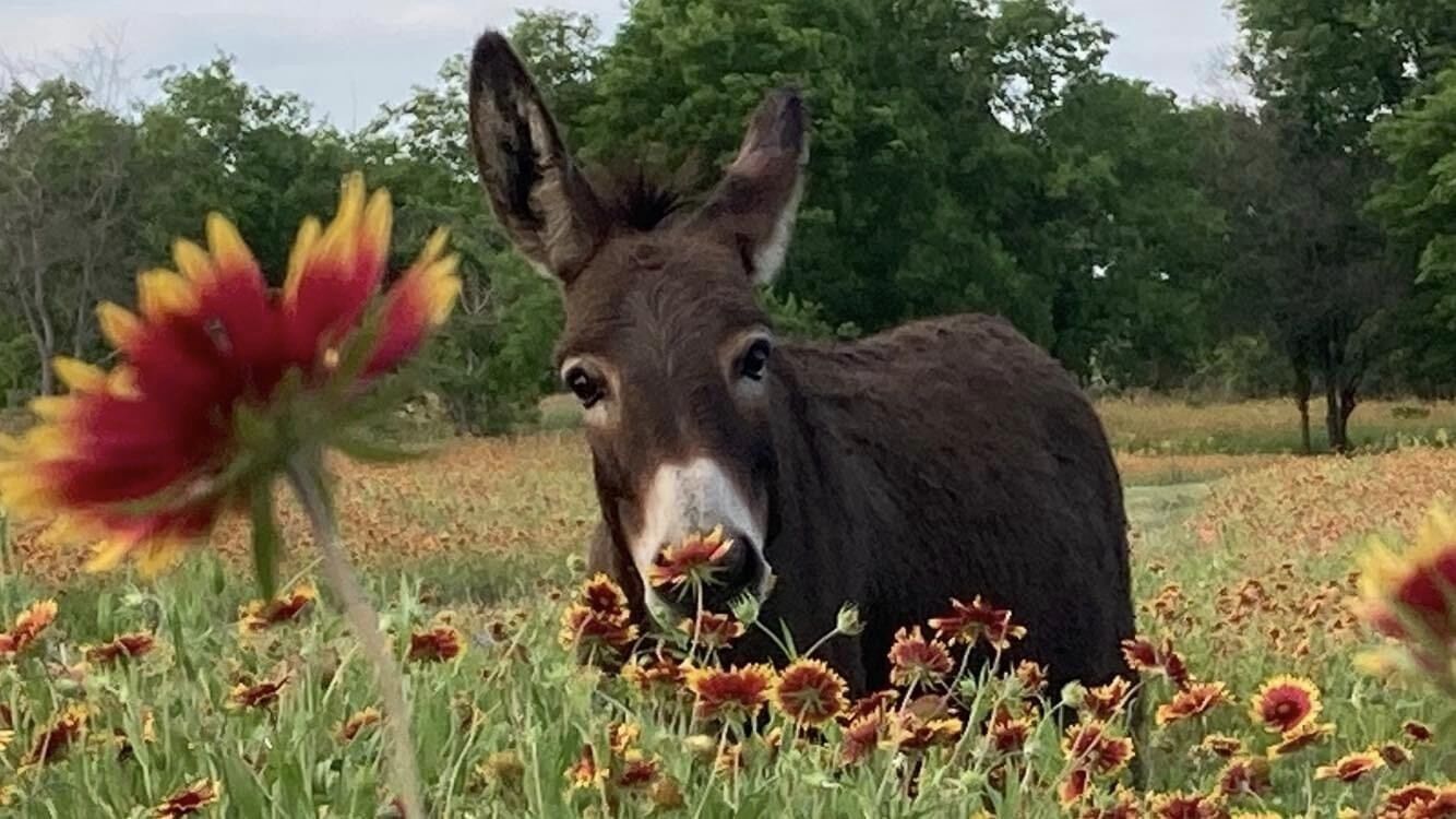 A donkey in a field of flowers.