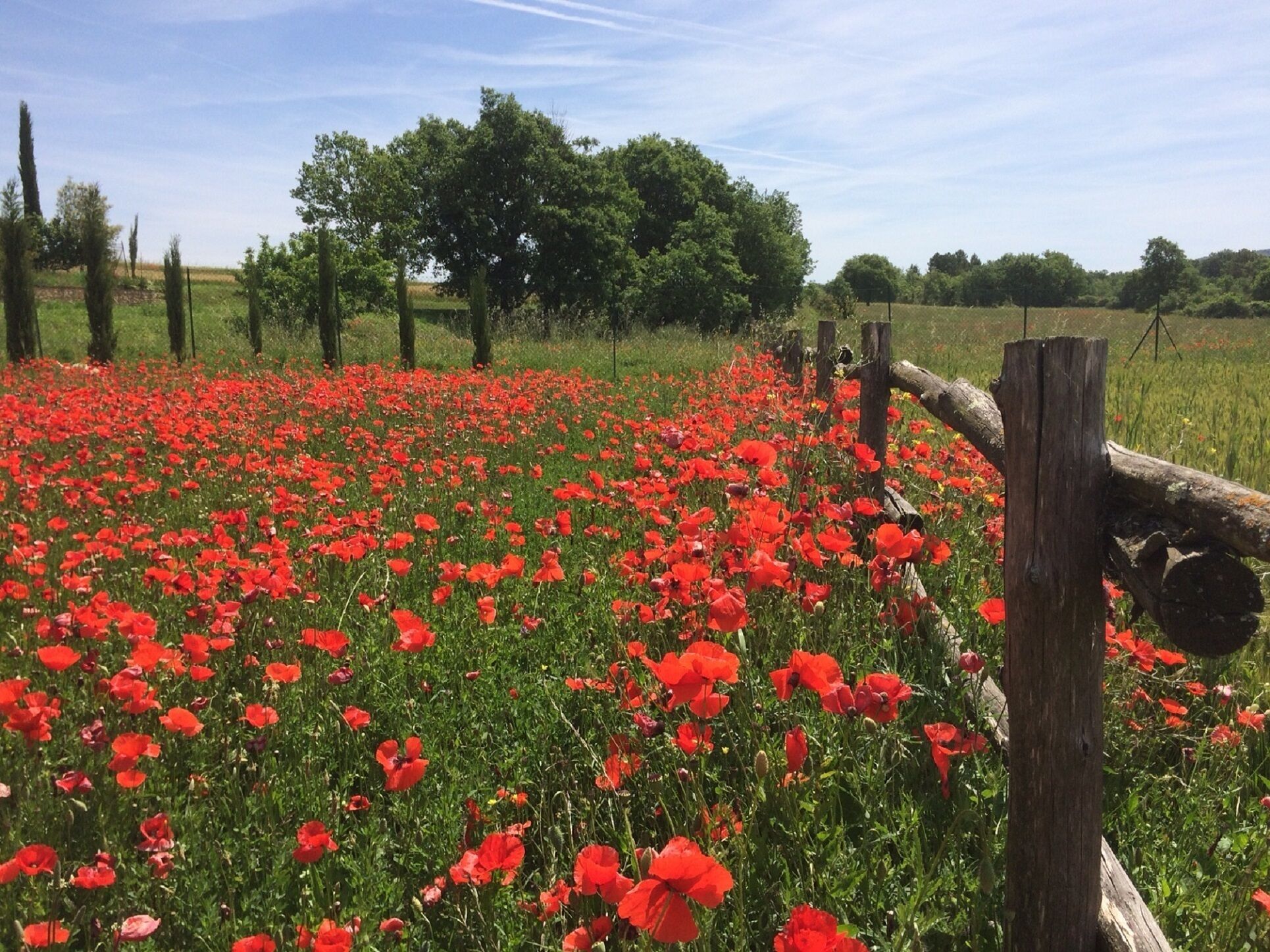 Ein rotes Mohnfeld mit einem hölzernen Zaun im Vordergrund.