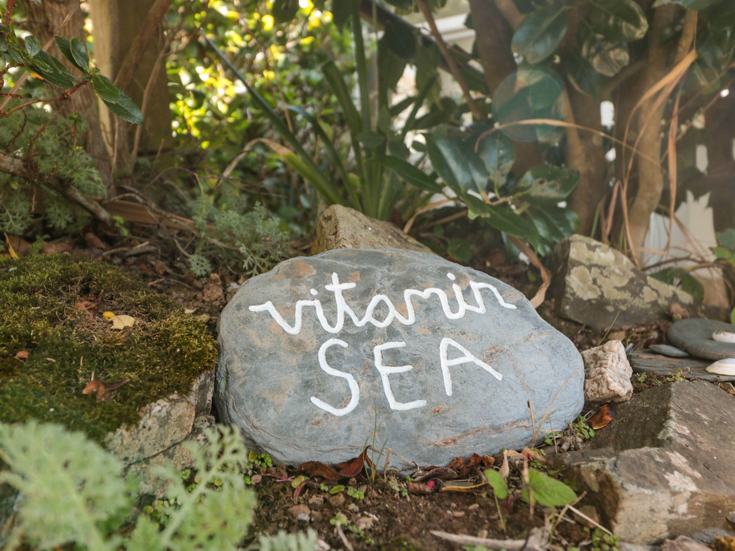 A stone with "vitamin SEA" inscribed on it, surrounded by greenery and rocks.