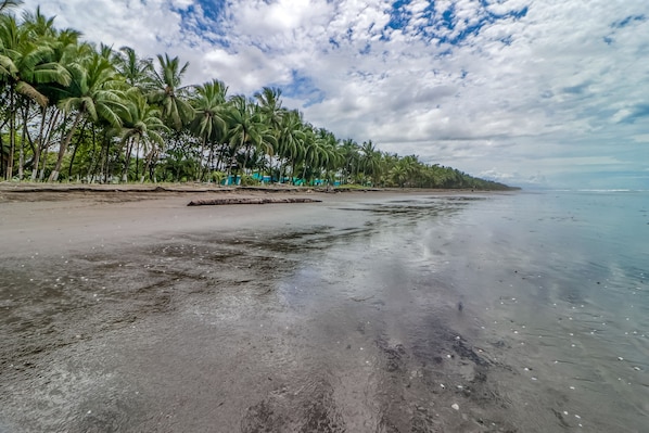 Une plage avec un rivage sablonneux, des palmiers et un ciel dégagé.