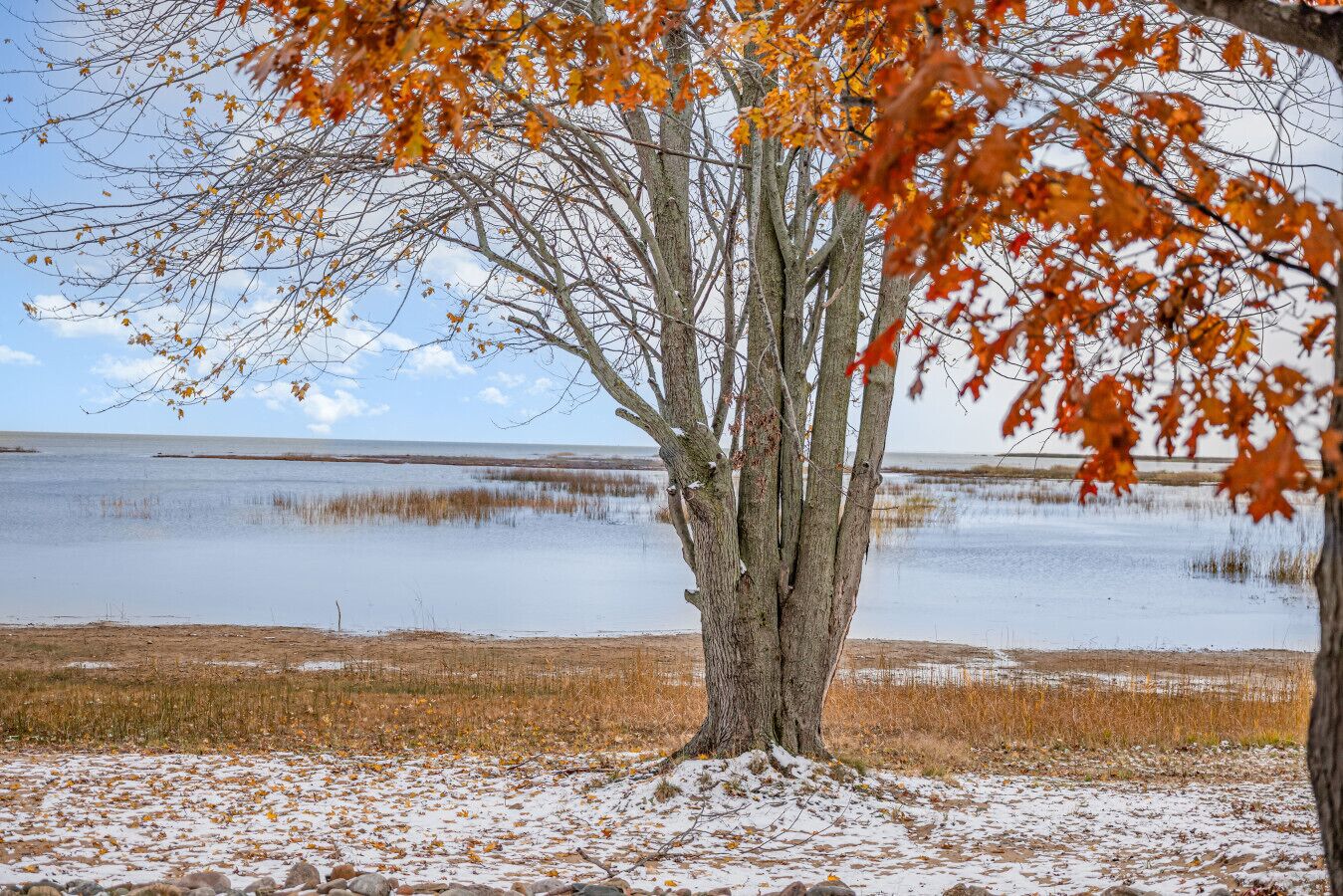 A tree with autumn leaves in front of a calm body of water.