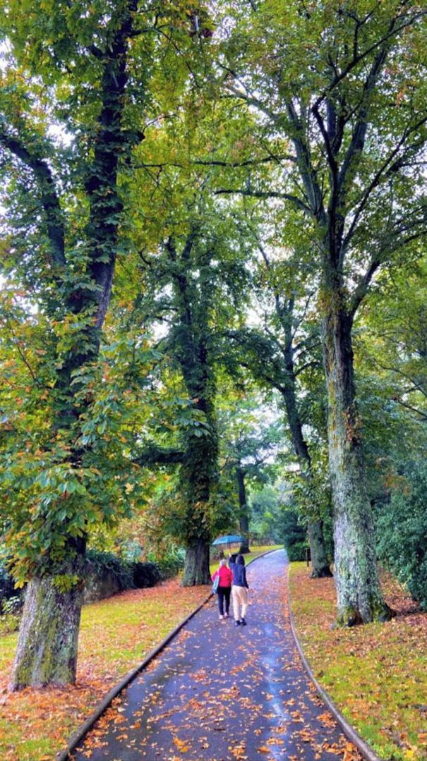 A pathway lined with trees and fallen leaves, suggesting a park or natural setting.