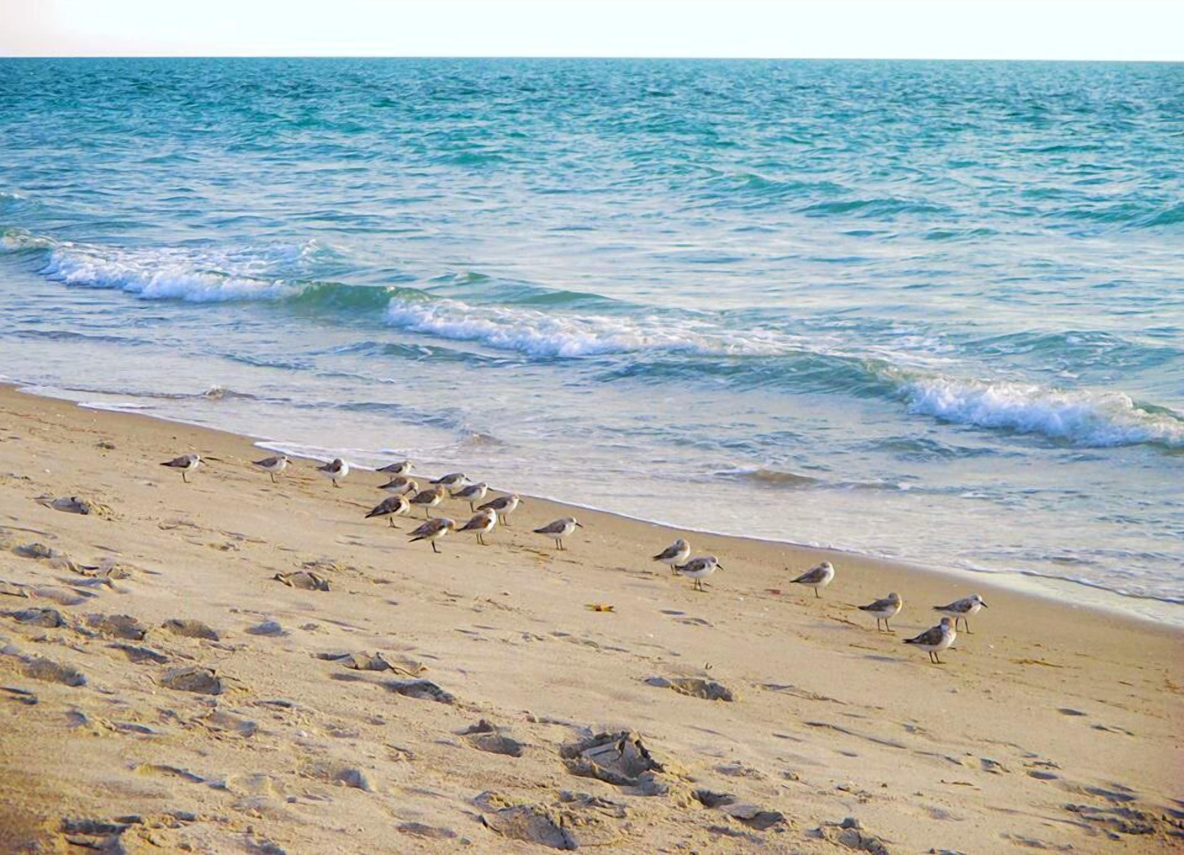 A beach with waves and seagulls.