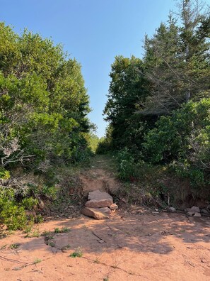Ein schottriger Pfad führt durch ein bewaldetes Gebiet mit üppiger Vegetation an beiden Seiten.