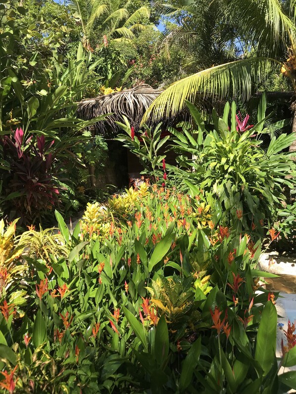 Property grounds - CASA COLIBRI (Montezuma)