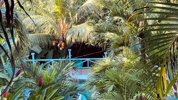 A lush indoor garden with various tropical plants and a blue railing. - CASA EL ARBOL (Provincia de Puntarenas)