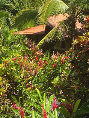 Property grounds - CASA EL ARBOL (Provincia de Puntarenas)