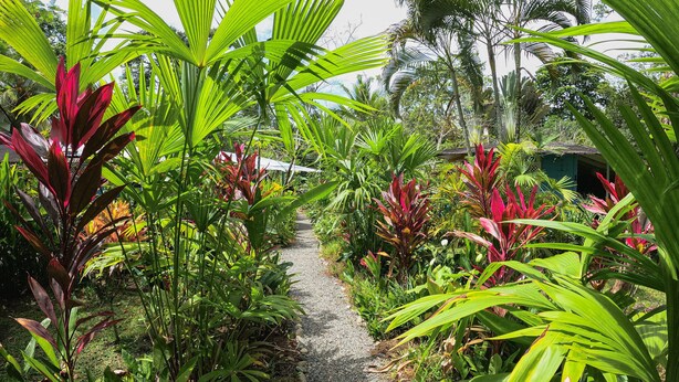 A pathway surrounded by lush tropical plants and palm trees. - Private Villa, front yard (Punta Uva)