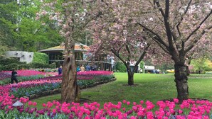 Een tuin met roze tulpen en kersenbloesems, omringd door een stenen muur.