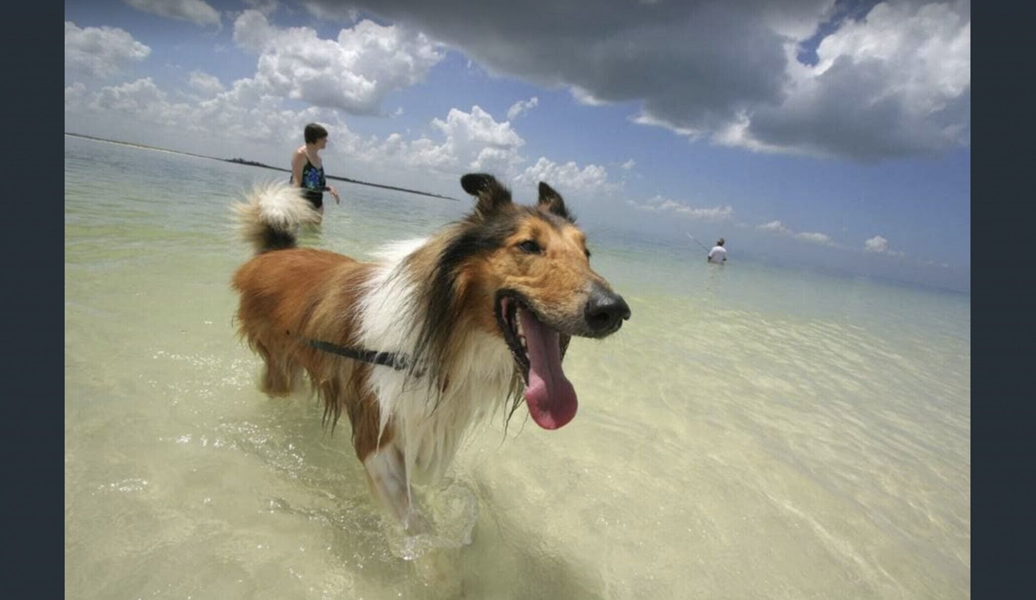 Airport West Stunner by Ready Set Stay- Close to Melb Airport & Pet Friendly — image 15