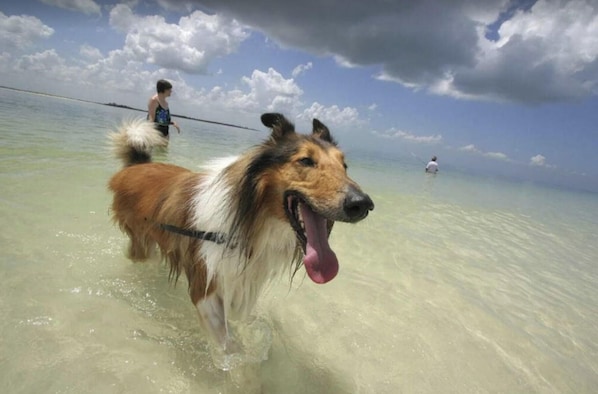 Un perro de pie en agua poco profunda, con una persona al fondo.