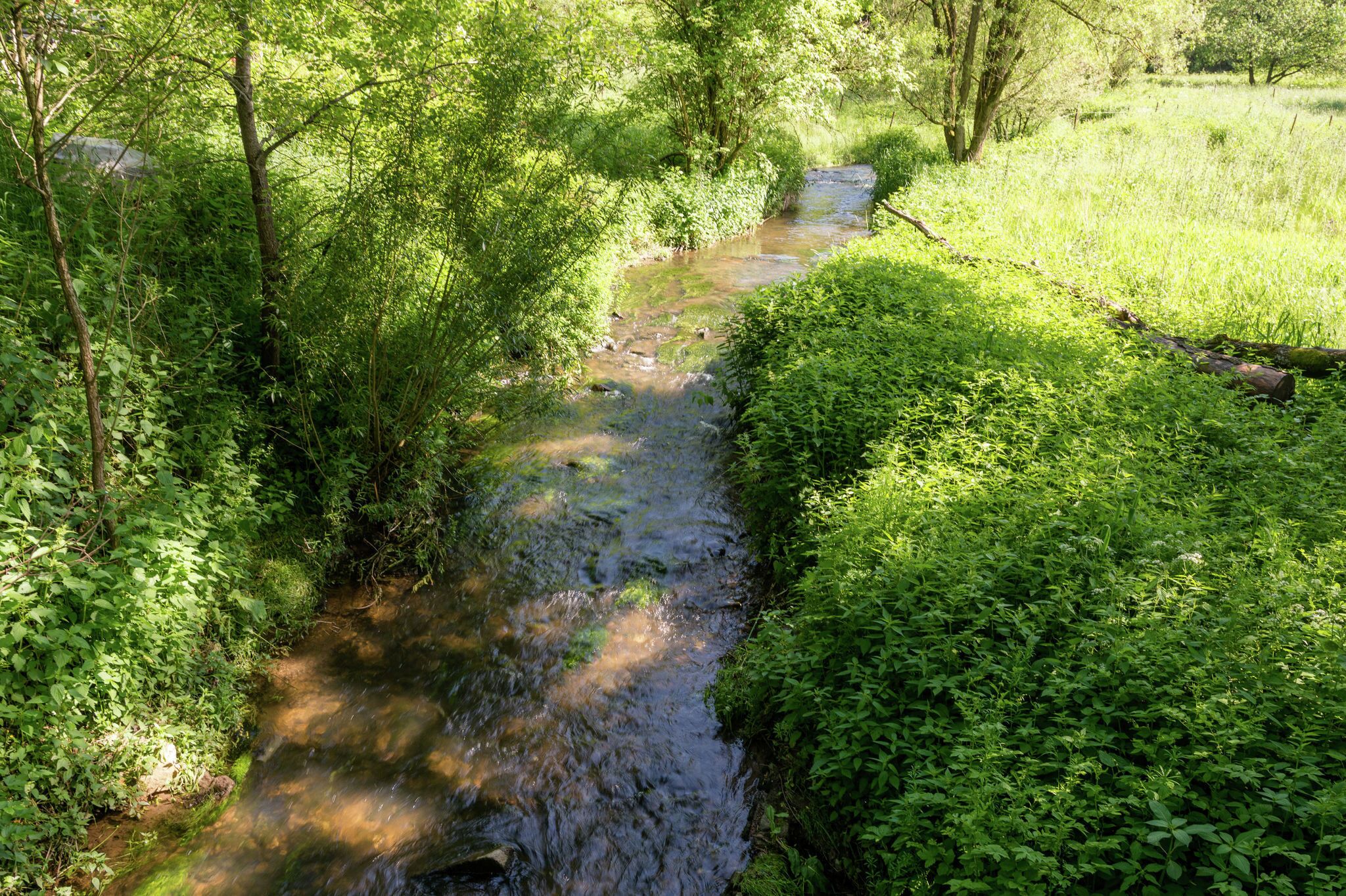 A narrow stream flowing through a densely wooded area with lush greenery on both sides.