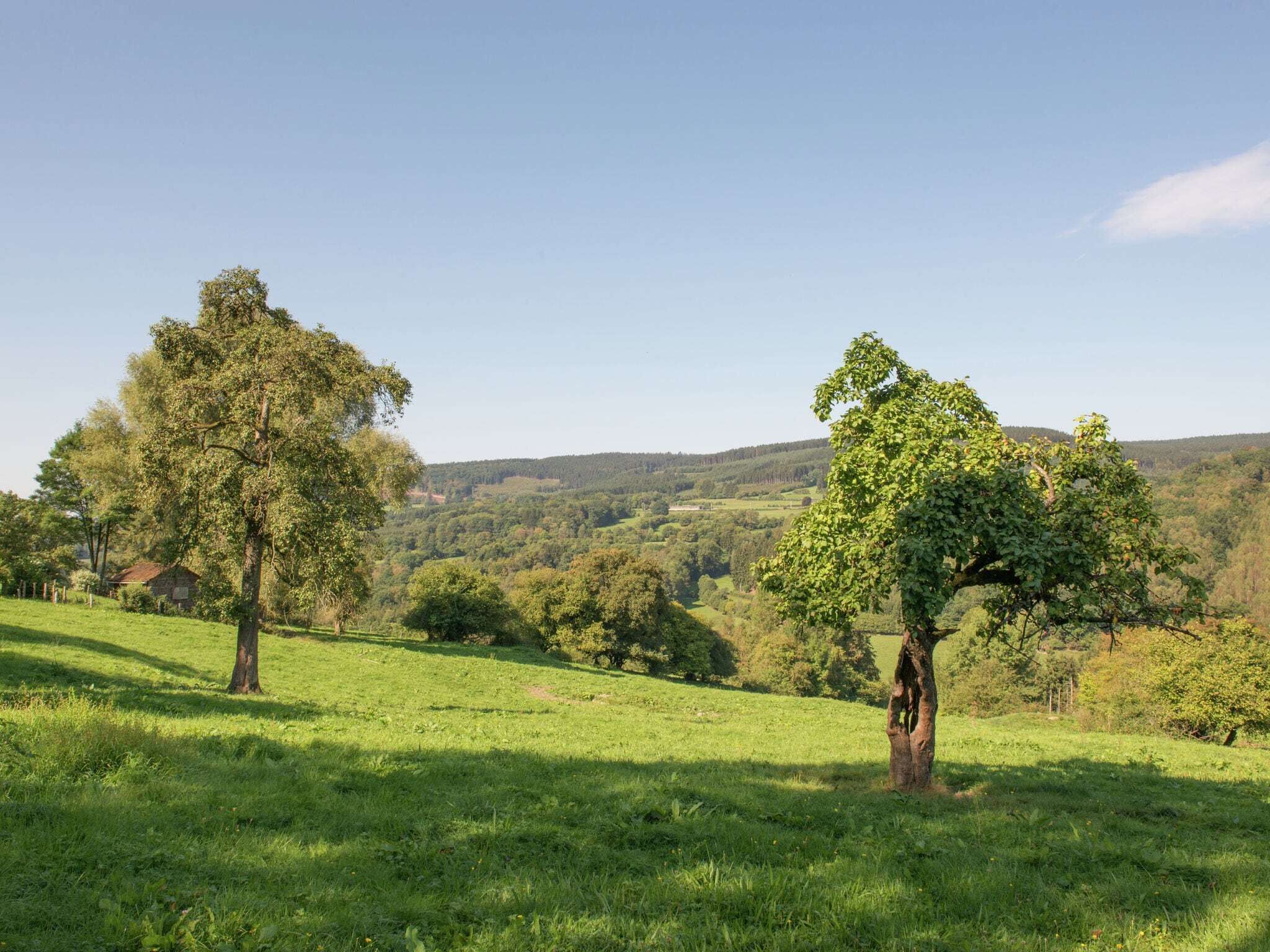Un campo cubierto de hierba con dos árboles destacados y una vista distante de un paisaje montañoso.