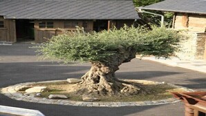 Un arbre bonsai dans un pot circulaire en pierre, avec un bâtiment en arrière-plan.