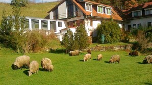 Maaseutumaisema, jossa on talo ja lampaiden laitumella.