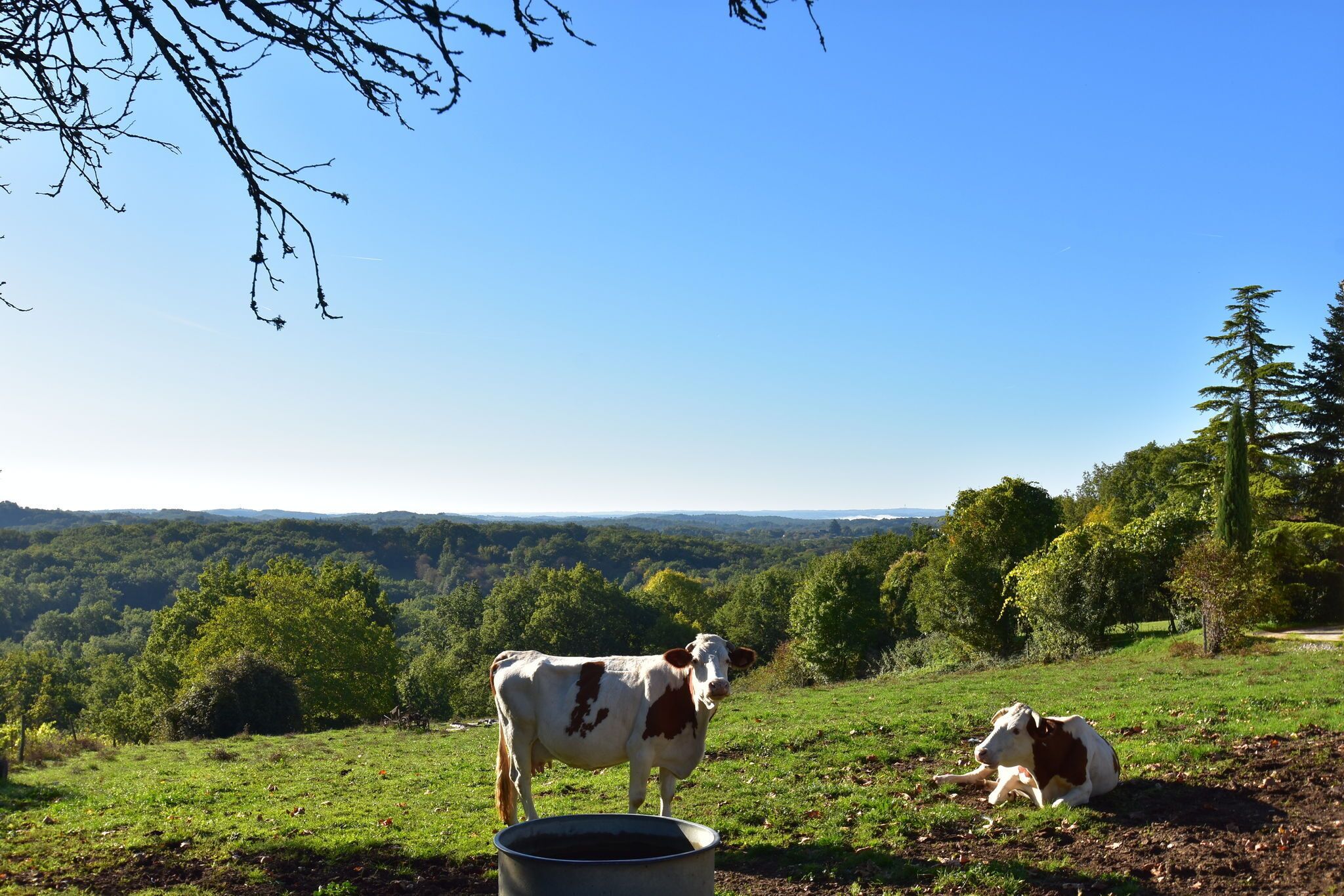 A cow grazing in a grassy field with a clear view of the surrounding landscape.