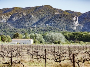 A vineyard with rows of grapevines and a building in the foreground.