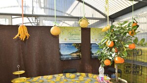 A conference room with a table covered in a lemon pattern, hanging decorations, and a potted lemon tree. - Spacious Retreat in Cannero (Cannero Riviera)
