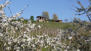 A stone house on a hillside with a vineyard in the foreground.
