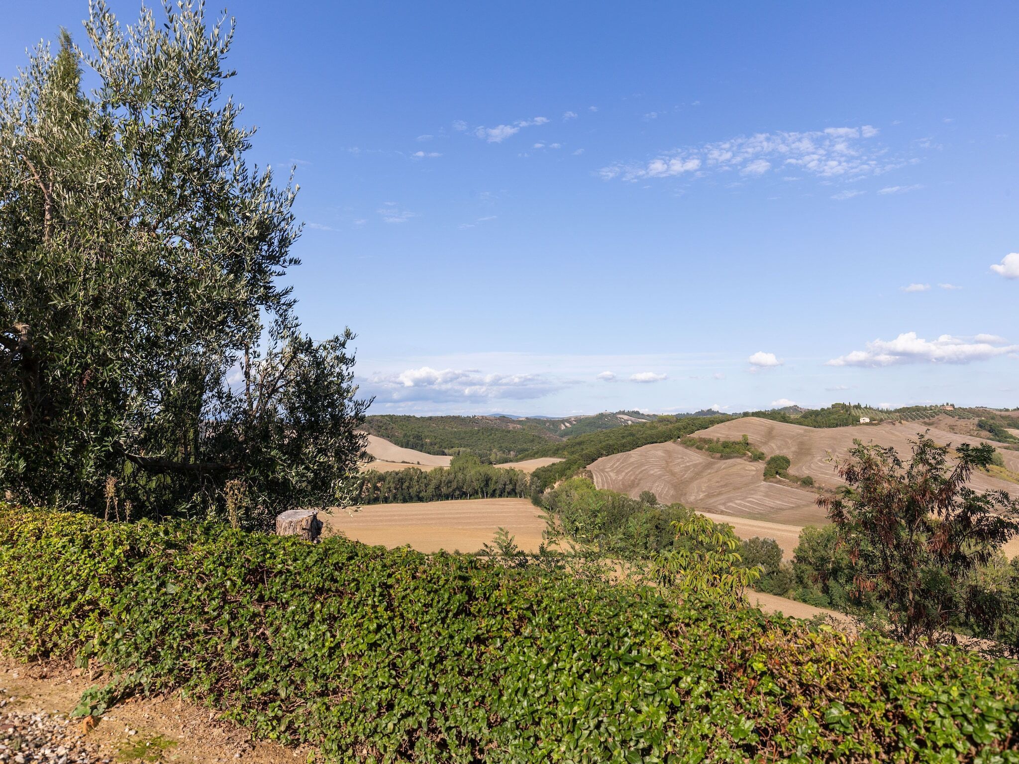 Un vignoble avec des rangées de vignes et des collines ondoyantes en arrière-plan.