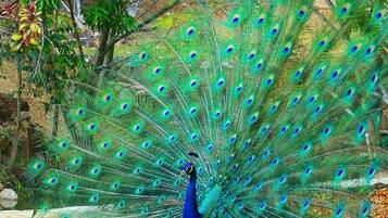 A peacock with its feathers fully fanned out.