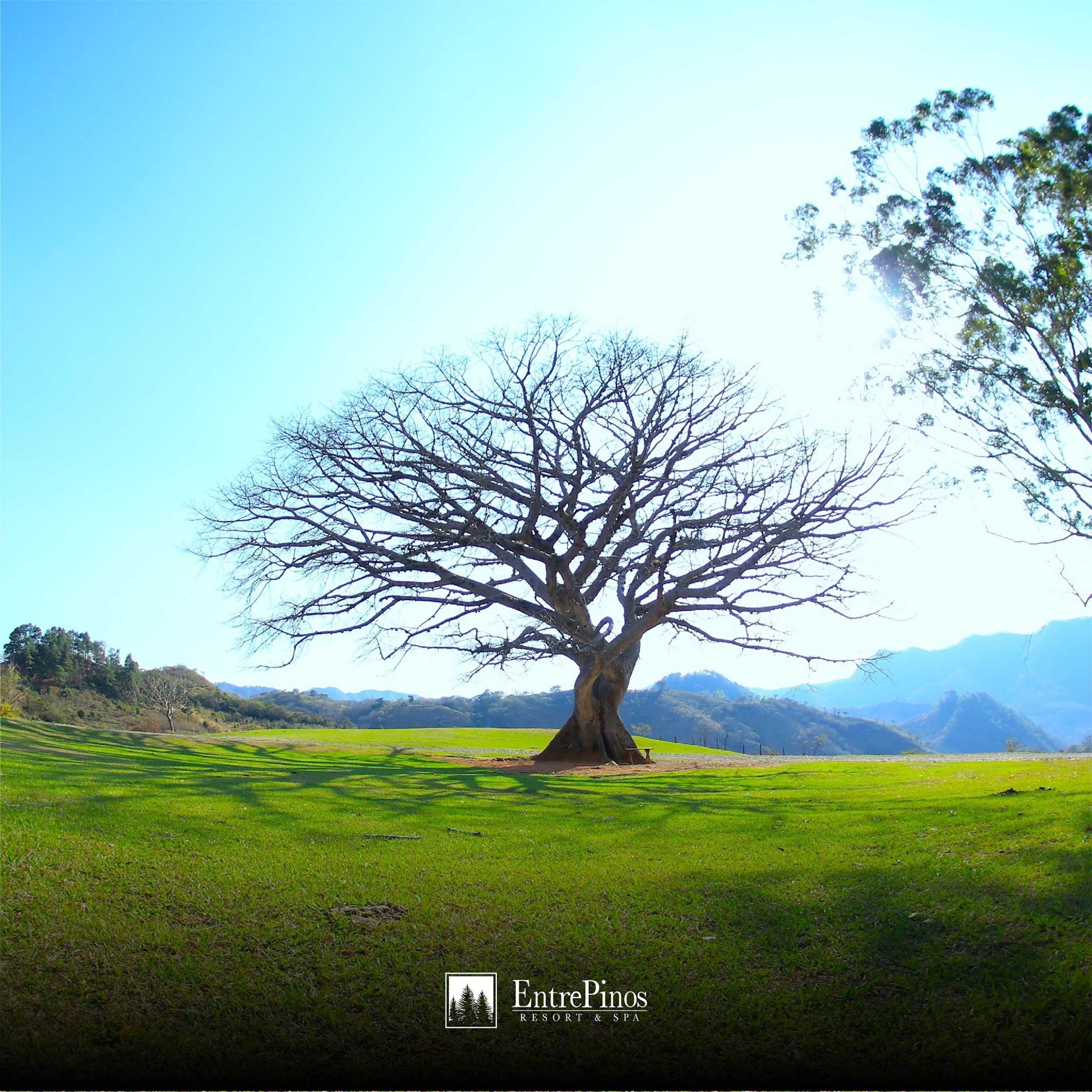 A large tree in a grassy field with a clear sky.