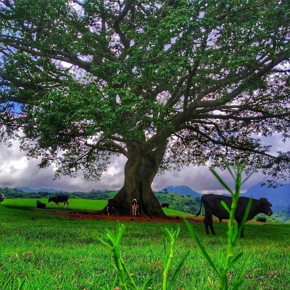 A large tree in a grassy field with cows grazing around it.