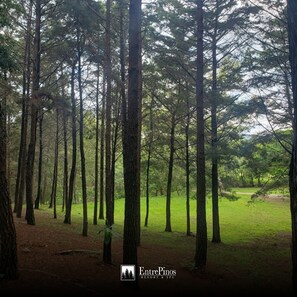 Property grounds - Hotel Entre Pinos (San Ignacio)