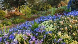 Un jardin où l’on peut admirer une grande variété de fleurs et de plantes, notamment des variétés aux couleurs bleues et blanches, ainsi qu’un sentier.