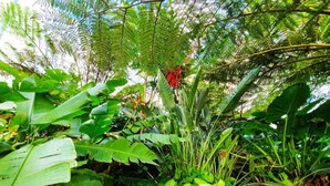 Un jardin luxuriant, parsemé de diverses plantes tropicales, où une fleur rouge bien visible attire l’attention.