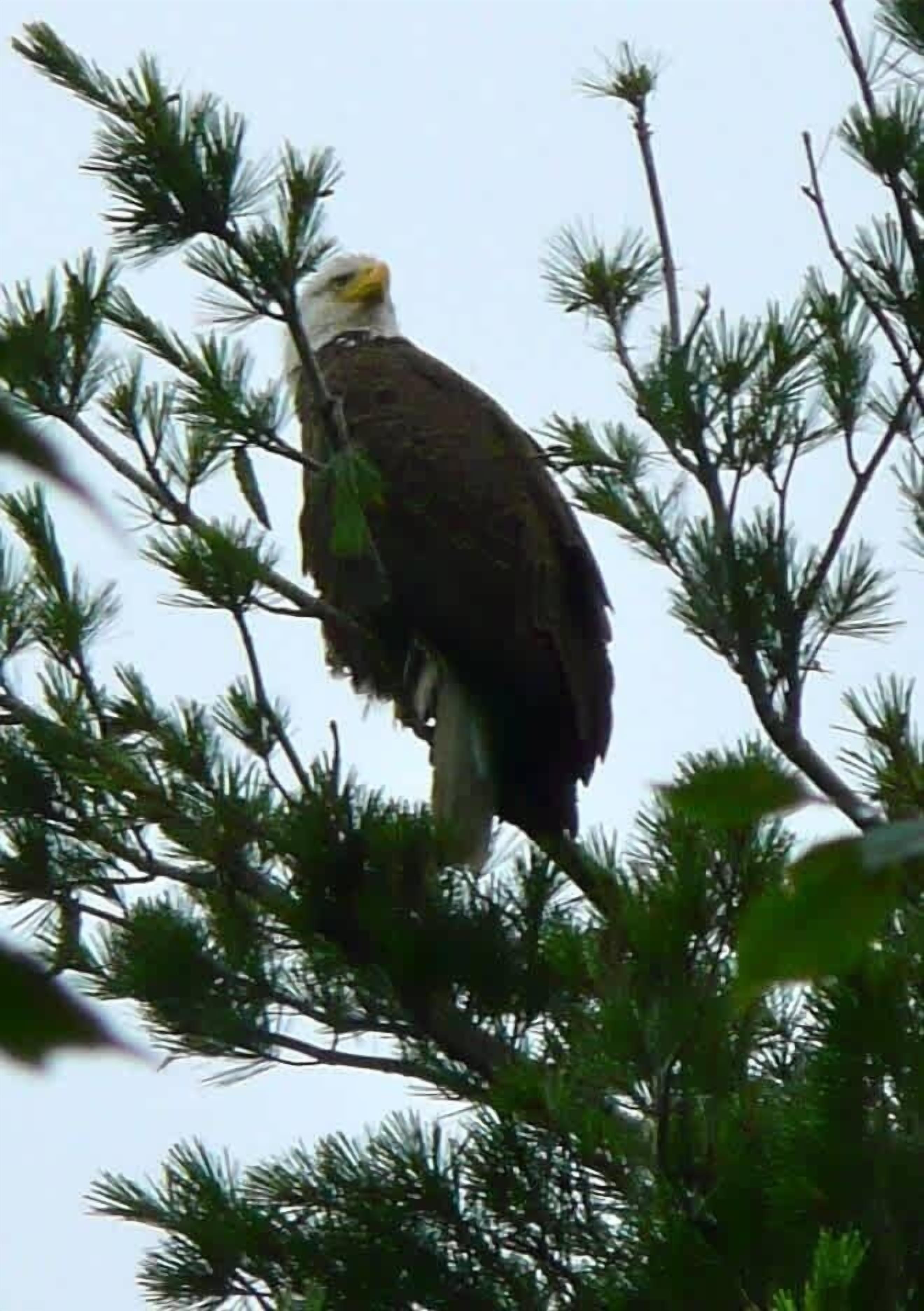 Un'aquila calva posata su un ramo d'albero.