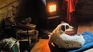 Een rustiek houten interieur met een houtkachel, een hond die uitrust op een blauwe mat, en een waarschuwingsbord aan de muur.