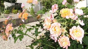 A house with a garden featuring pink and yellow roses. - Cottage in a charming house (Vernoux-en-Vivarais)