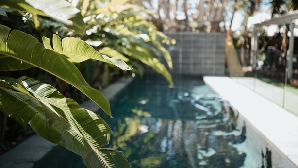 A swimming pool with a tiled edge, surrounded by lush green foliage. - Gorgeous 5 bedroom beach house. Dog/Kid Friendly. (Marcoola)