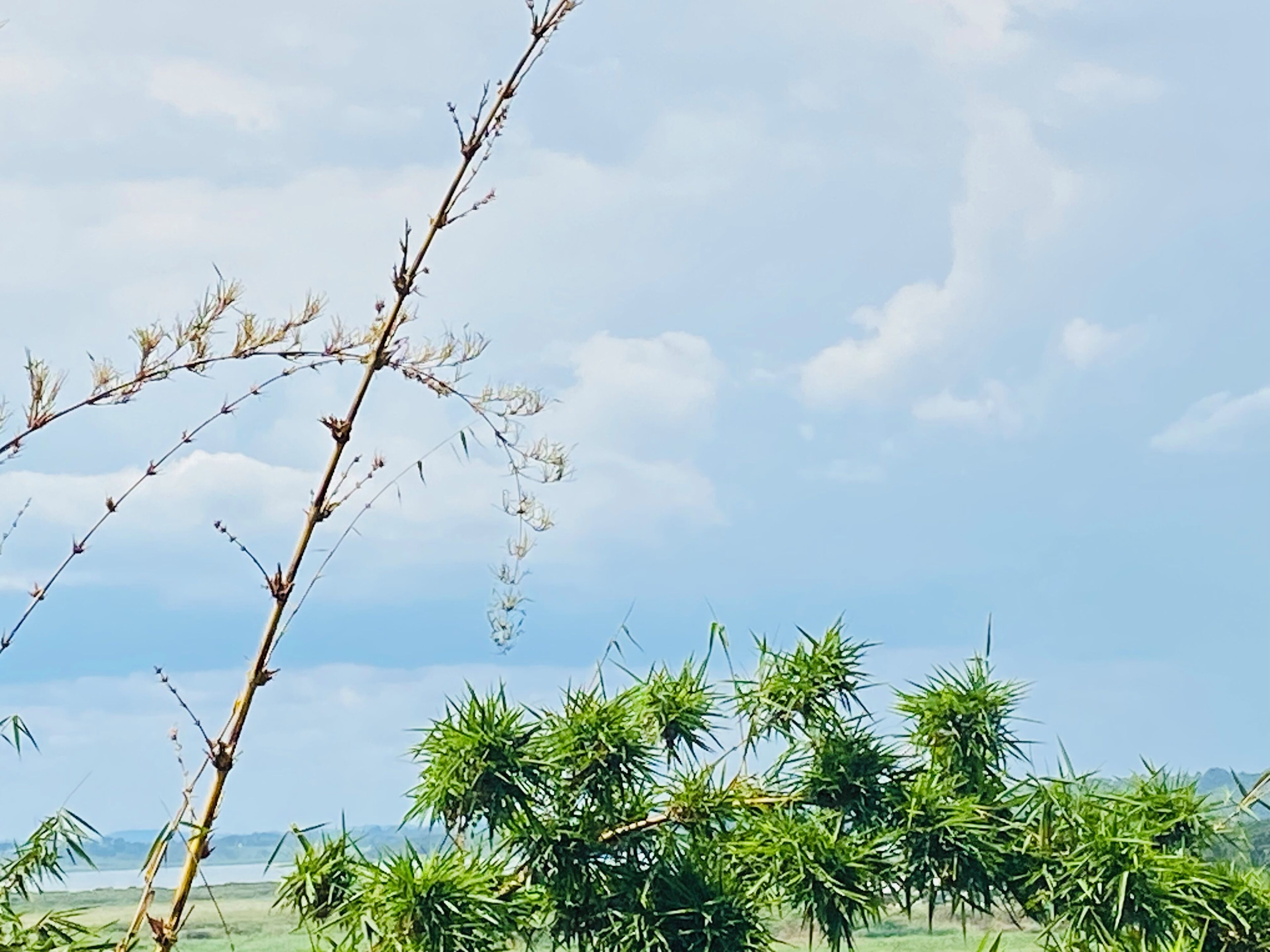 Un paisaje con una rama de árbol en primer plano y un campo de plantas verdes al fondo.